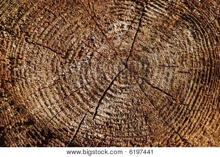 Butt Ende des alten log