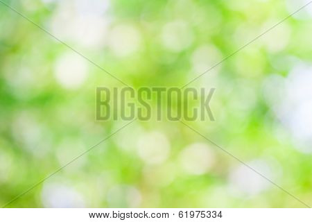 Green Leaf Boken Blur For Natural Background