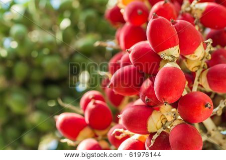 Lipstick Palm Or Sealing-wax Palm Or  Raja Palm Under Sunlight