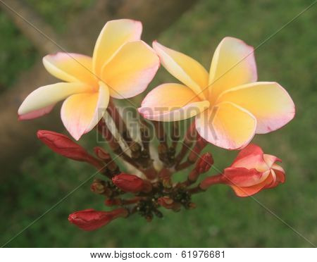 Frangipani Flower Or Leelawadee Flower
