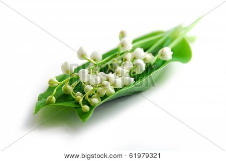 Lily-of-the-valley on white background