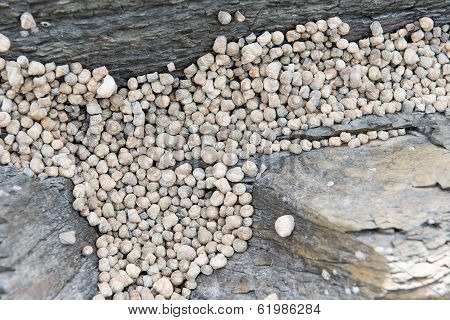 Littorina Snails