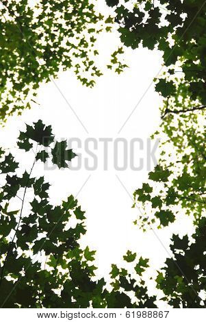 Background or frame of natural green maple leaves formed by maple treetops