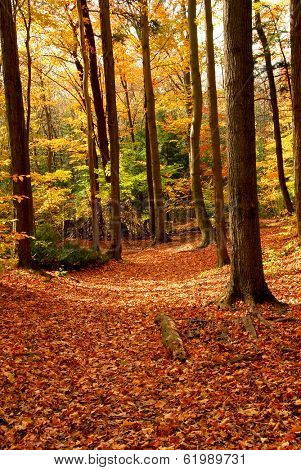 Colorful sunlit fall forest with fallen leaves covering the ground