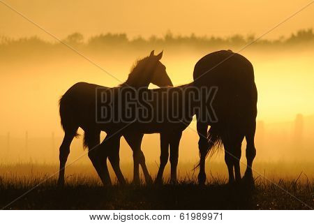 Mares with foals