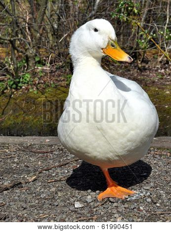 Aylesbury Duck
