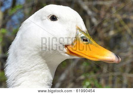 Aylesbury Duck