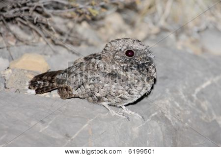 Ortak Poorwill Phalaenoptilus Nuttallii