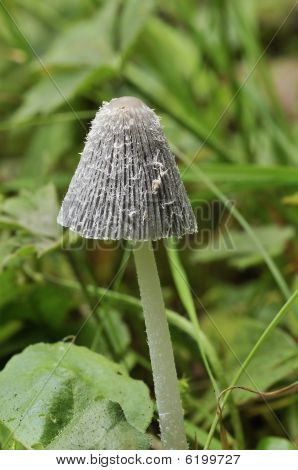 Hare'sfoot Ink-Cap grzyb