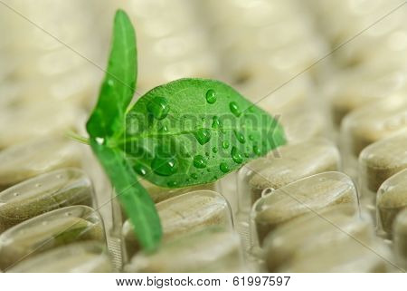 Green leaf and package of herbal supplement pills close up