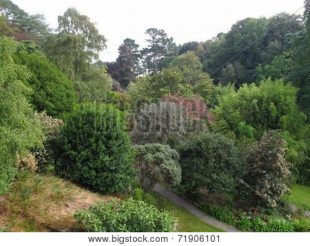 Garden Tree Landscape