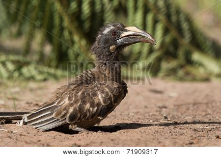 A Female African Grey Hornbill (tockus Nasutus) Standing After A Dust Bath