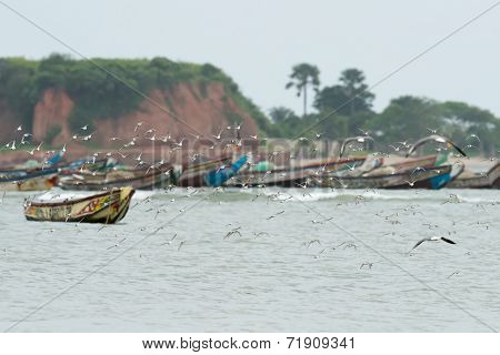 A Flock Of Sanderlings Flying In Front Of An Colorful African Fishing Fleet