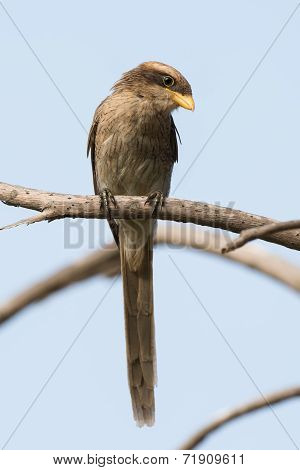 A Yellow-billed Shrike (corvinella Corvina) Calmly Look Downwards