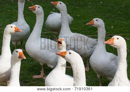 White Goose