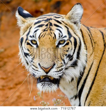 Tiger, Portrait Of A Bengal Tiger.