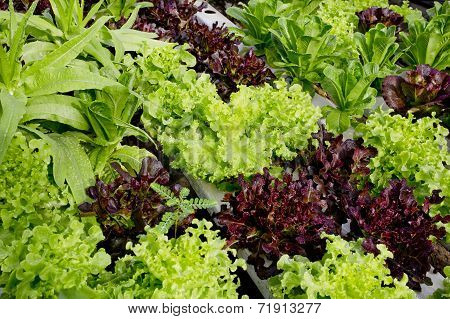Salad Cultivation