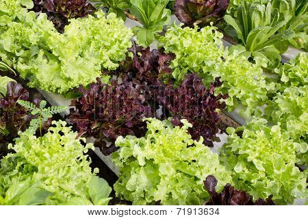 Salad Cultivation