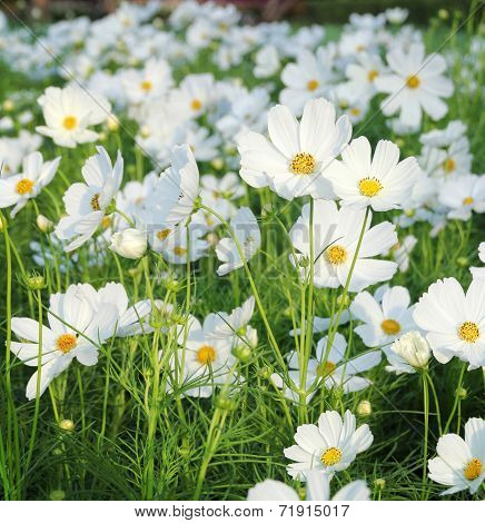 Cosmos Flowers