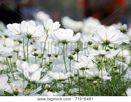 Cosmos Flowers