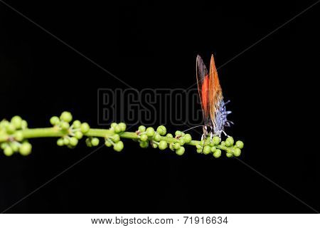 Common Posy Butterfly Is Sucking Food