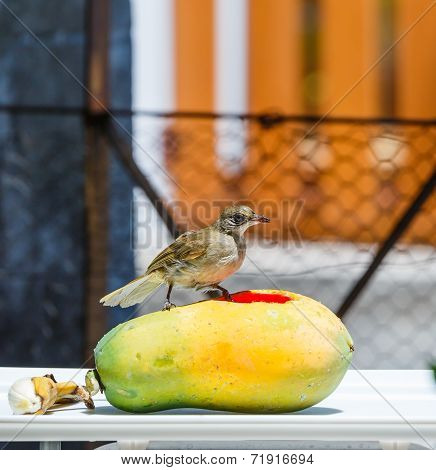 Streak-eared Bubul Bird (pycnonotus Blanfordo) On Fruit