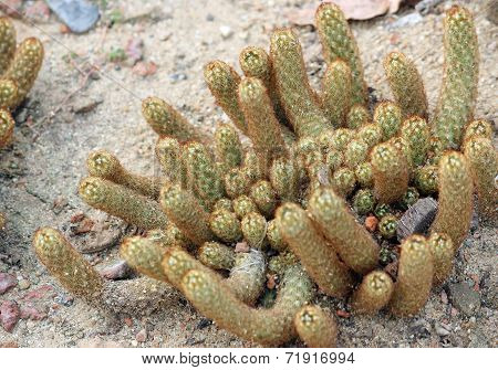 Cactus