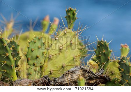 Pricly Pear Wild Green Succulent Cactus
