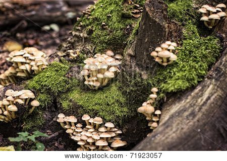 Small mushrooms