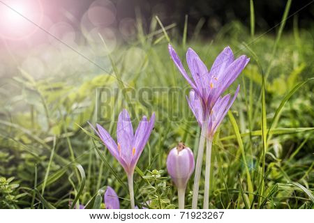 Autumn crocus flowers