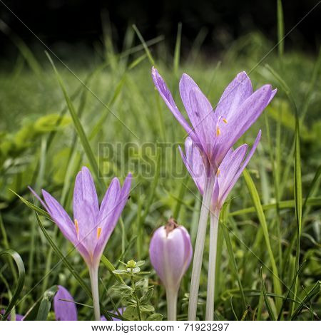 Autumn crocus flowers in a forest