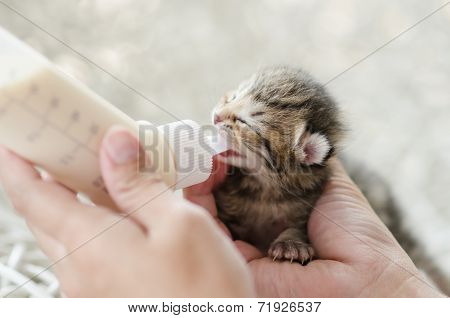 Feeding little tabby cat with milk replacer