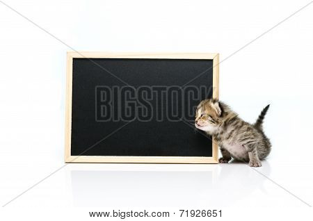 Little tabby kitten with black board on white background