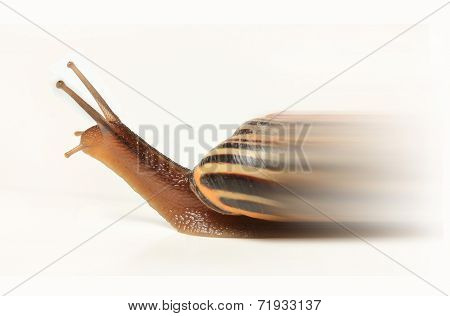speedy snail