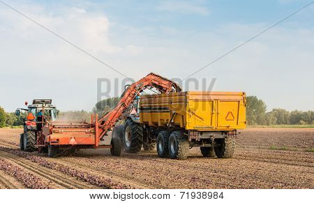 Mechanically Picking Up Dried Onions