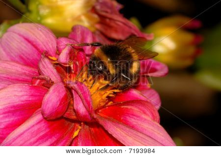 Bumblebee