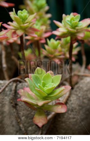 Echeveria Plant