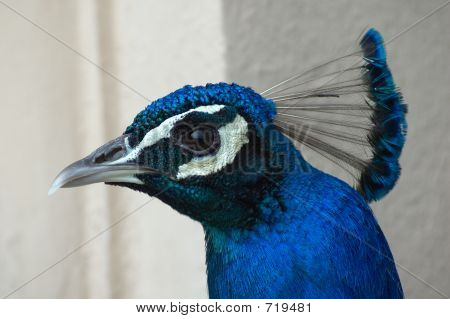 påfugl