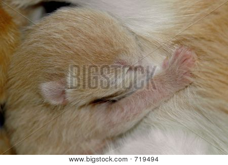 갓 태어난 새끼 고양이