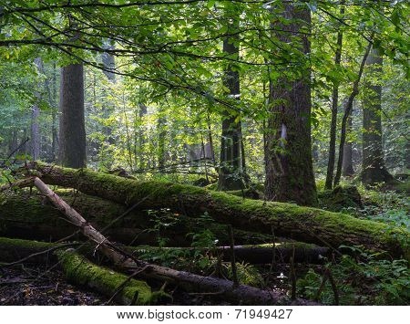 Old Moss Wrapped Ash Tree Lying In Deciduous Stand