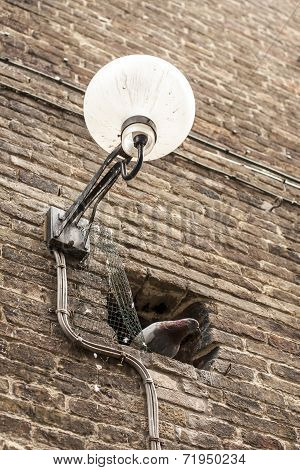 Street Light With Pidgeon