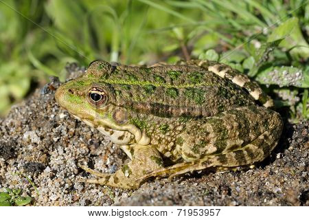 Toad