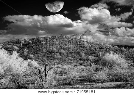 Desert Storm