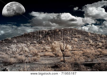 Sonora Desert Moon
