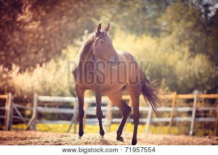 horse in the paddock, Outdoors
