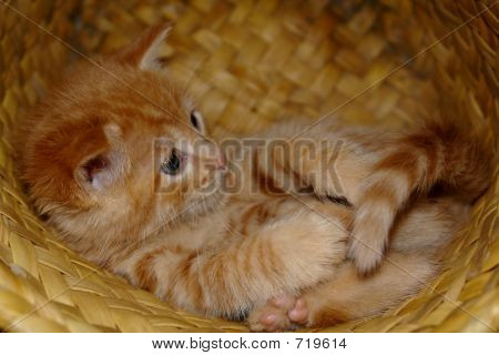 바구니에 고양이