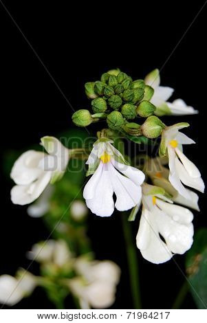 Calanthe Alismifolia