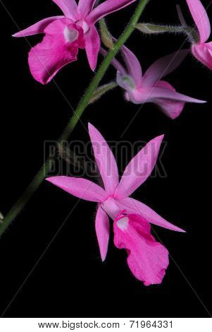 Calanthe Rosea