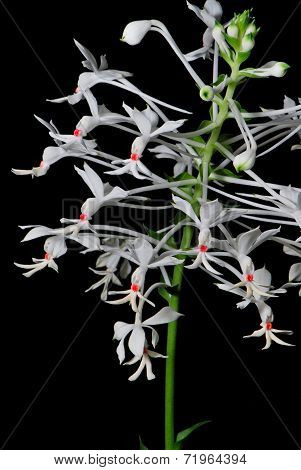 Calanthe Triplicata