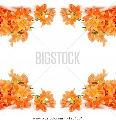 Firecracker Flower